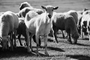2016年下半年畜牧漁業(yè)飼料銷(xiāo)售形勢(shì)分析